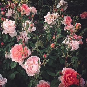 亚洲三级片在线看
